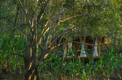 junglehealing